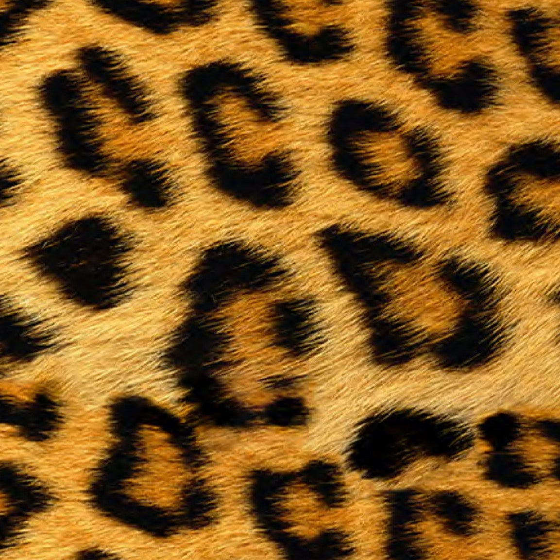 Siser EasyPatterns EPWLEO wild leopard